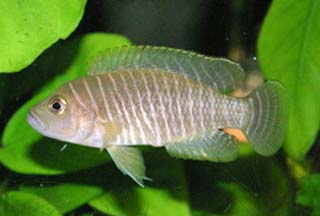 www.israquarium.co.il